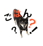柴犬 ジャッキー  2（個別スタンプ：11）