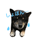 柴犬 ジャッキー  2（個別スタンプ：12）