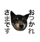 柴犬 ジャッキー  2（個別スタンプ：13）