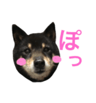 柴犬 ジャッキー  2（個別スタンプ：14）