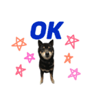 柴犬 ジャッキー  2（個別スタンプ：15）