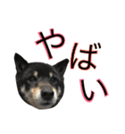 柴犬 ジャッキー  2（個別スタンプ：16）