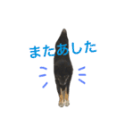 柴犬 ジャッキー  2（個別スタンプ：17）