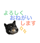 柴犬 ジャッキー  2（個別スタンプ：18）