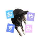 柴犬 ジャッキー  2（個別スタンプ：19）