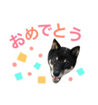 柴犬 ジャッキー  2（個別スタンプ：22）
