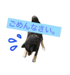 柴犬 ジャッキー  2（個別スタンプ：23）
