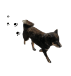 柴犬 ジャッキー  2（個別スタンプ：25）