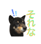 柴犬 ジャッキー  2（個別スタンプ：26）