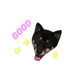 柴犬 ジャッキー  2（個別スタンプ：27）