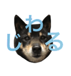 柴犬 ジャッキー  2（個別スタンプ：29）