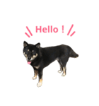 柴犬 ジャッキー  2（個別スタンプ：31）