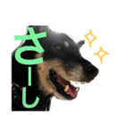 柴犬 ジャッキー  2（個別スタンプ：32）