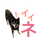 柴犬 ジャッキー  2（個別スタンプ：33）
