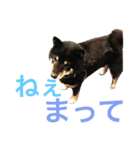 柴犬 ジャッキー  2（個別スタンプ：35）