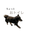 柴犬 ジャッキー  2（個別スタンプ：37）