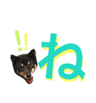 柴犬 ジャッキー  2（個別スタンプ：39）