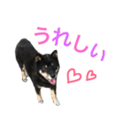 柴犬 ジャッキー  2（個別スタンプ：40）