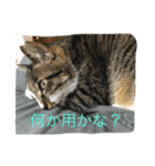 ゆずキキ（個別スタンプ：1）