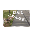 ケアーンテリア キッドくんです（個別スタンプ：3）