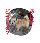 ケアーンテリア キッドくんです（個別スタンプ：7）