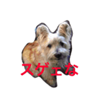 ケアーンテリア キッドくんです（個別スタンプ：10）