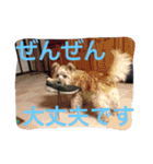ケアーンテリア キッドくんです（個別スタンプ：11）