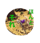 ケアーンテリア キッドくんです（個別スタンプ：12）