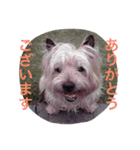 ケアーンテリア キッドくんです（個別スタンプ：13）