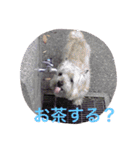 ケアーンテリア キッドくんです（個別スタンプ：14）