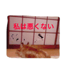 ケアーンテリア キッドくんです（個別スタンプ：18）