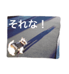 ケアーンテリア キッドくんです（個別スタンプ：19）