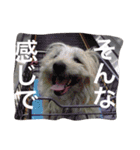 ケアーンテリア キッドくんです（個別スタンプ：23）