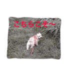 ケアーンテリア キッドくんです（個別スタンプ：26）