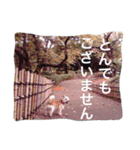 ケアーンテリア キッドくんです（個別スタンプ：27）