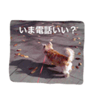ケアーンテリア キッドくんです（個別スタンプ：31）