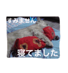 ケアーンテリア キッドくんです（個別スタンプ：32）