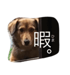 こぎっくすの日常（個別スタンプ：11）