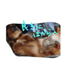 こぎっくすの日常（個別スタンプ：15）