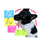 小次郎の小言2（個別スタンプ：1）