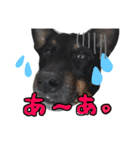 小次郎の小言2（個別スタンプ：2）