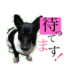 小次郎の小言2（個別スタンプ：3）