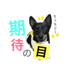 小次郎の小言2（個別スタンプ：8）