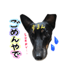 小次郎の小言2（個別スタンプ：10）