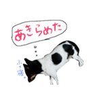 小次郎の小言2（個別スタンプ：11）