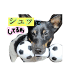 小次郎の小言2（個別スタンプ：13）