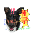 小次郎の小言2（個別スタンプ：15）