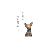 ケイシー犬 2（個別スタンプ：1）