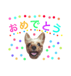 ケイシー犬 2（個別スタンプ：4）