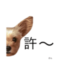ケイシー犬 2（個別スタンプ：6）